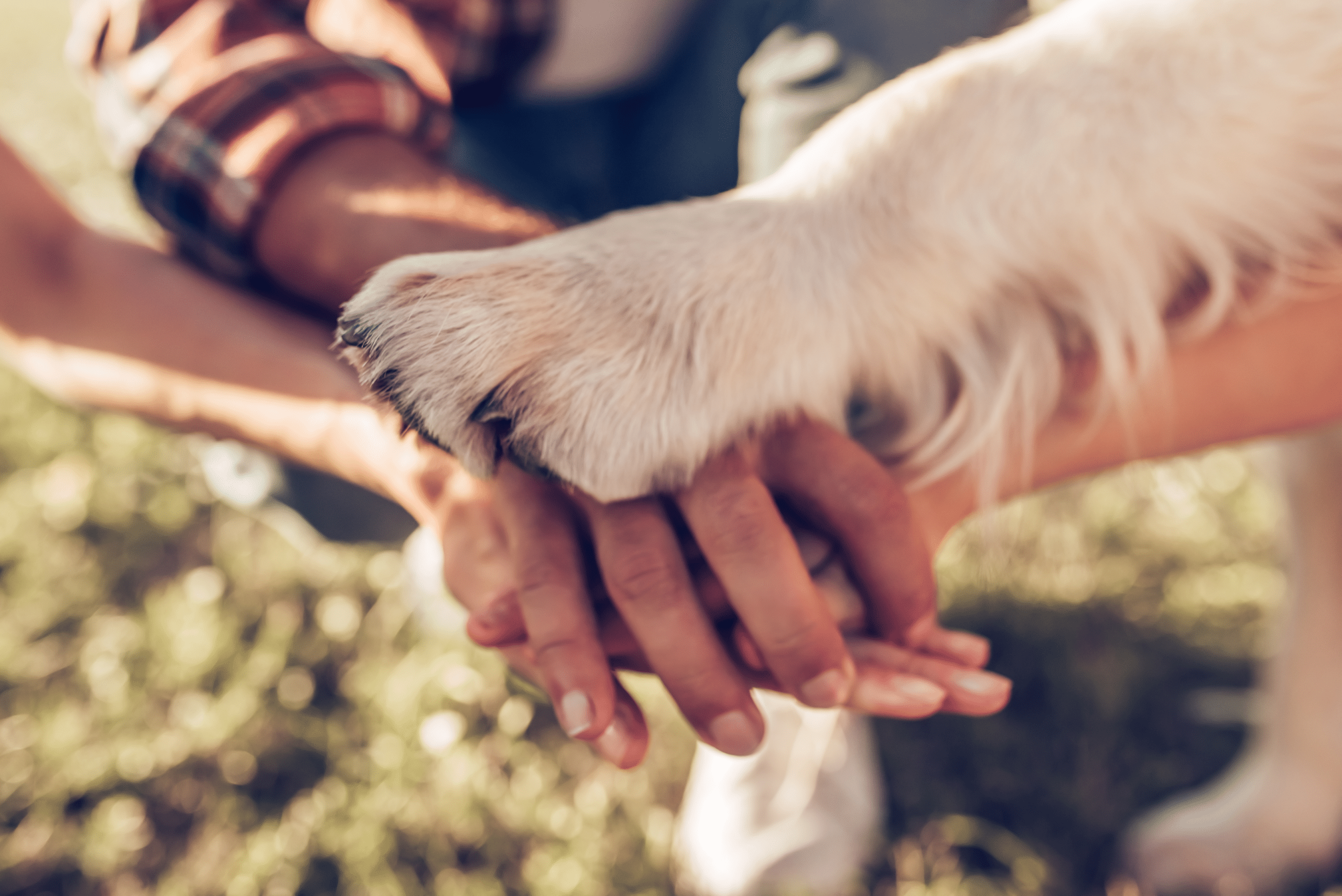 Dog paw on hands in cooperation