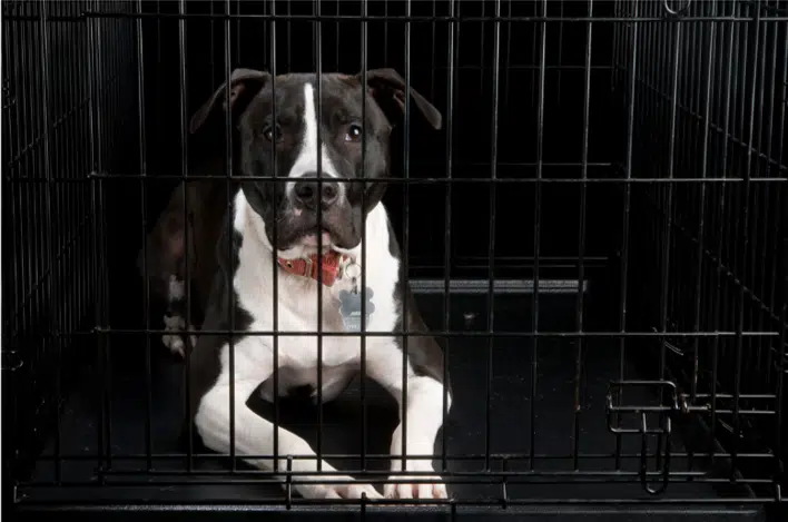 A puppy in a crate, being trained for nighttime