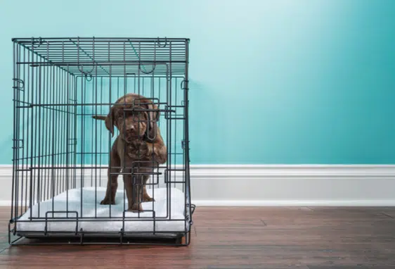 A puppy in a crate, being left alone by its pet parents