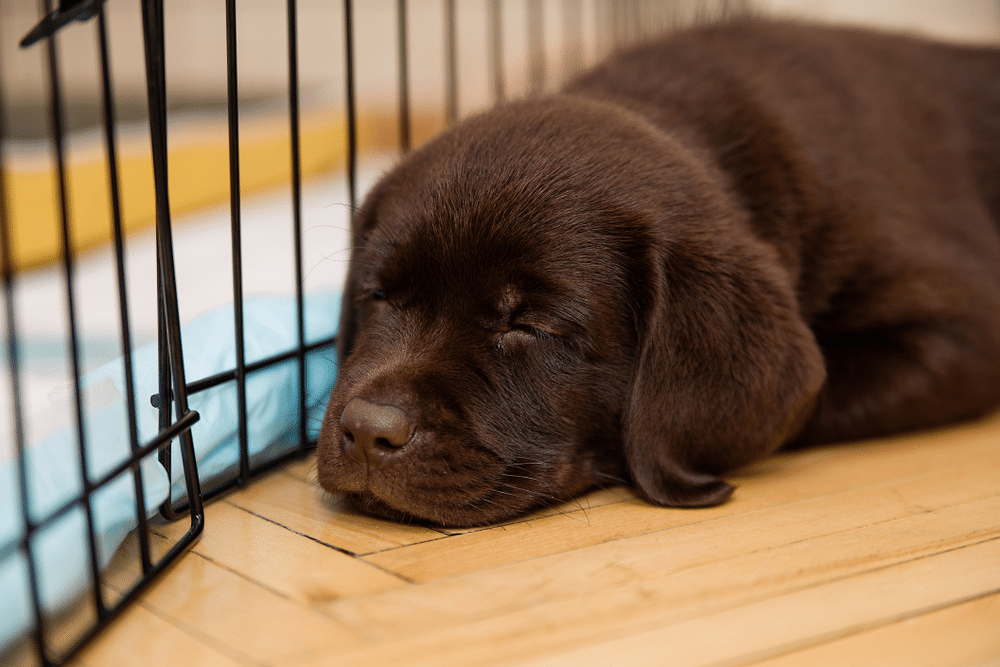 Chocolate Lab Sleeping in a Crate