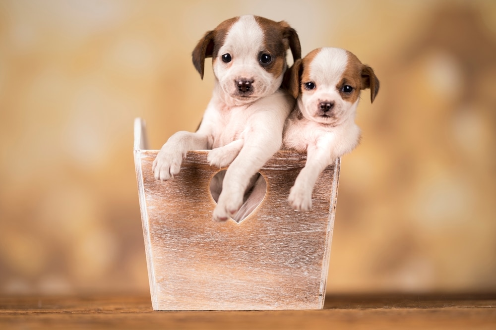 Two Puppies in a Crate