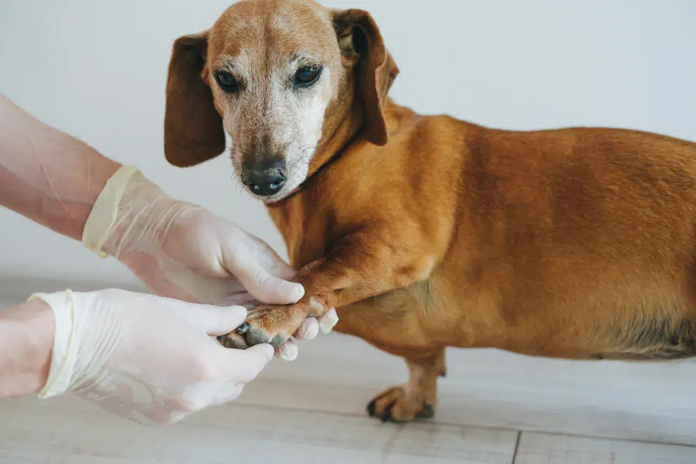 An older pooch at the vet, veterinarian confinement, veterinary behaviorist, dog calm