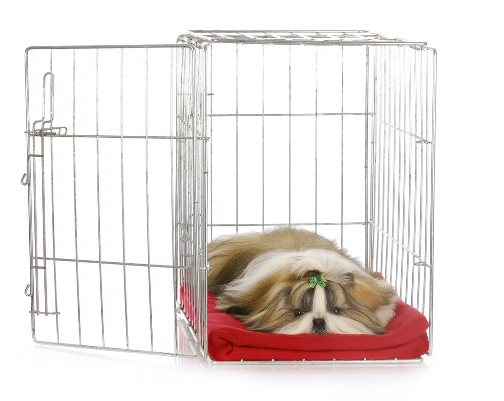 A wire dog crate with a puppy inside Shih Tzu