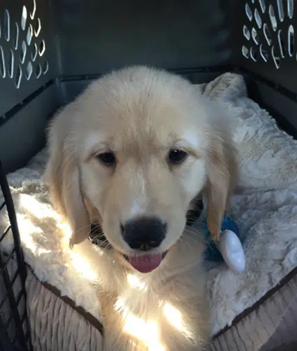 happy pup in a plastic crate