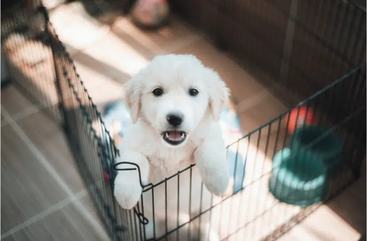 happy puppy, crate train, house train, young age