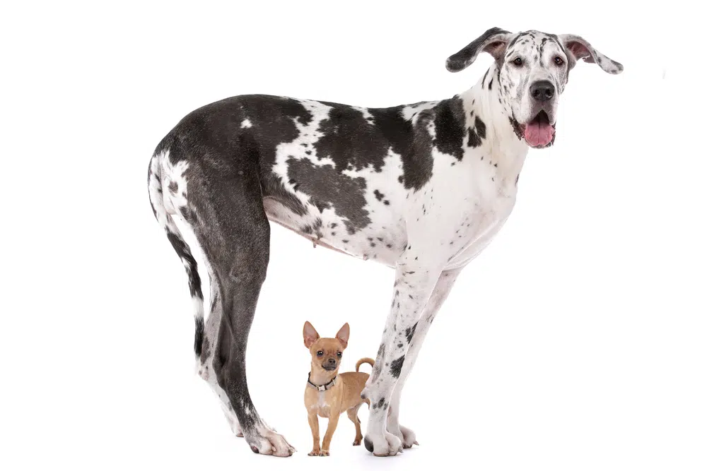 Large dog and small puppy