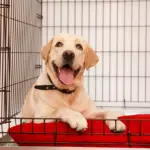 Happy Dog, Dog's Crate