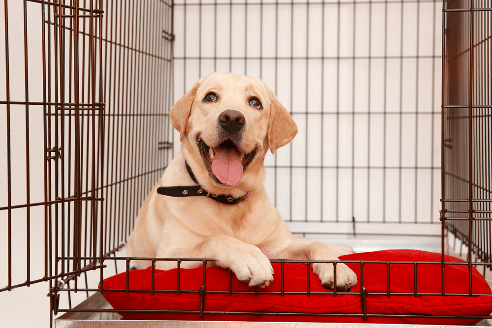 Happy Dog, Dog's Crate