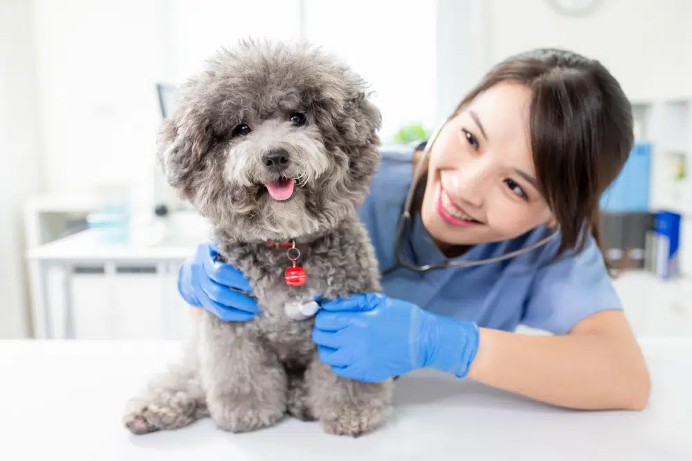 dog with a veterinarian