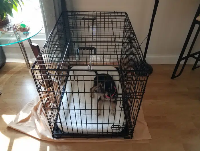 Dog resting in a crate