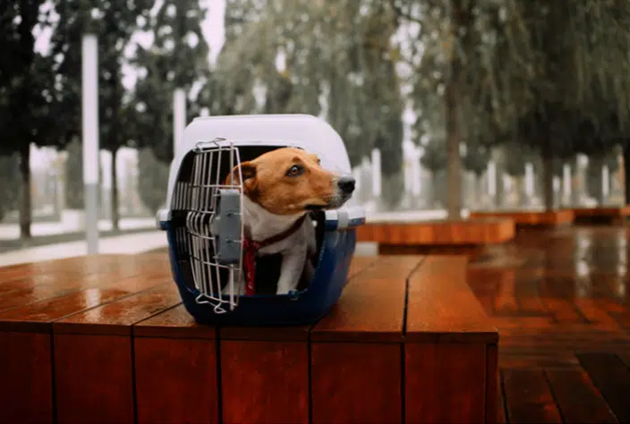 A dog in a crate outside