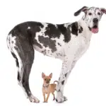 Great Dane and Chihuahua Dog