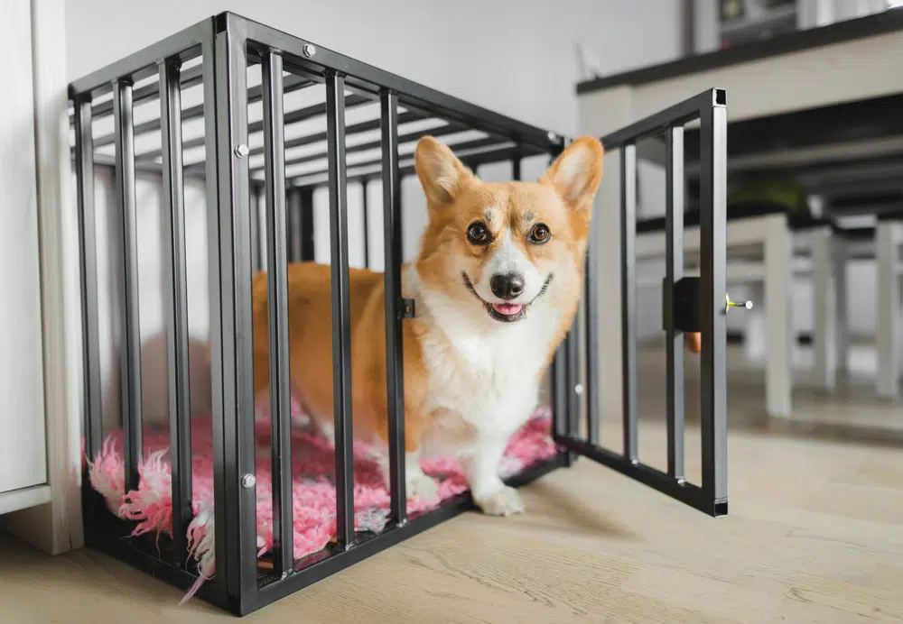 Happy Corgi in a Dog Crate