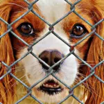 animal welfare, dog, locked