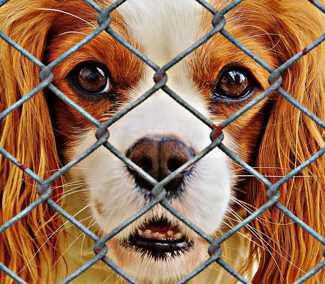 animal welfare, dog, locked
