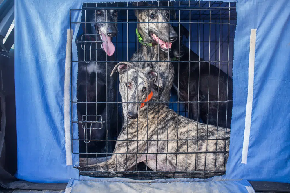 Spanish Greyhounds In a covered car crate