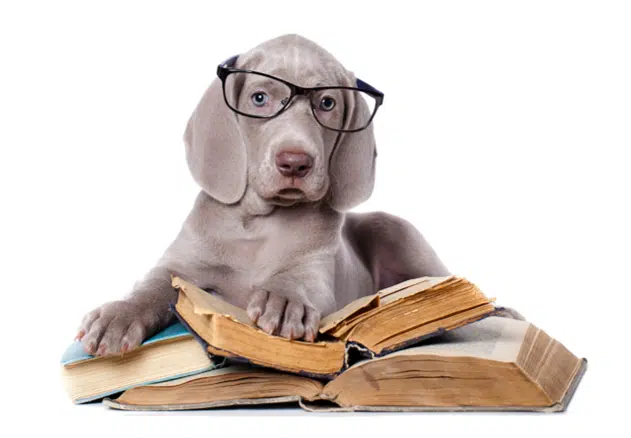 Puppy wearing glasses and reading a book