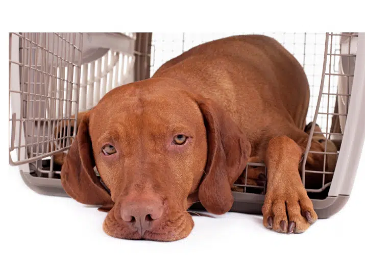 Adult dog looking sad in a crate