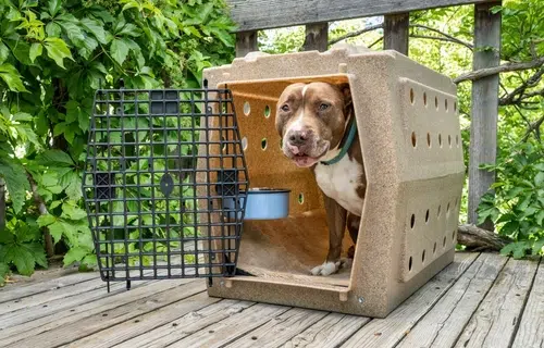 A puppy in a crate, learning the basics of crate training