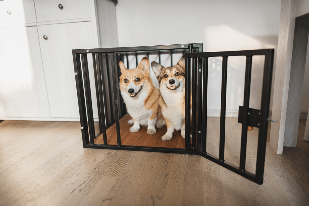 Two adult dogs in the same crate