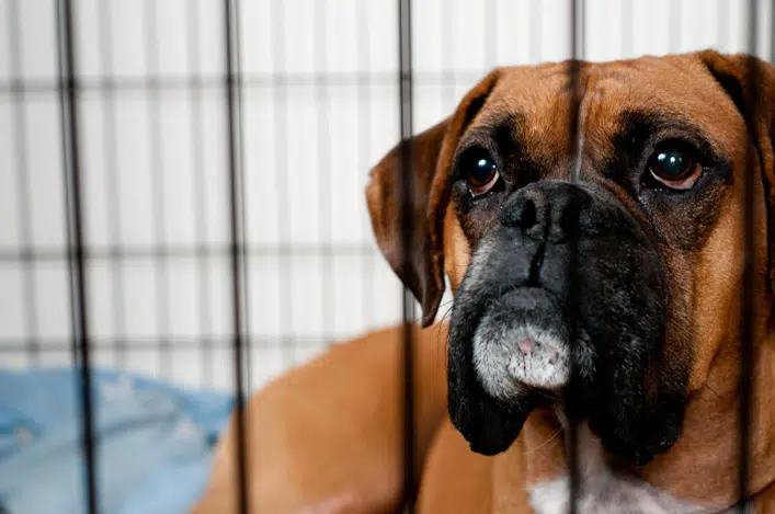 Boxer dog relaxing in a crate