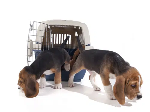 Dog Crate Sharing, Two beagles out of a crate in the same room, two or more dogs in a crate