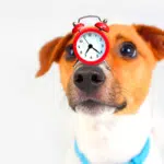 Dog with a clock on his nose