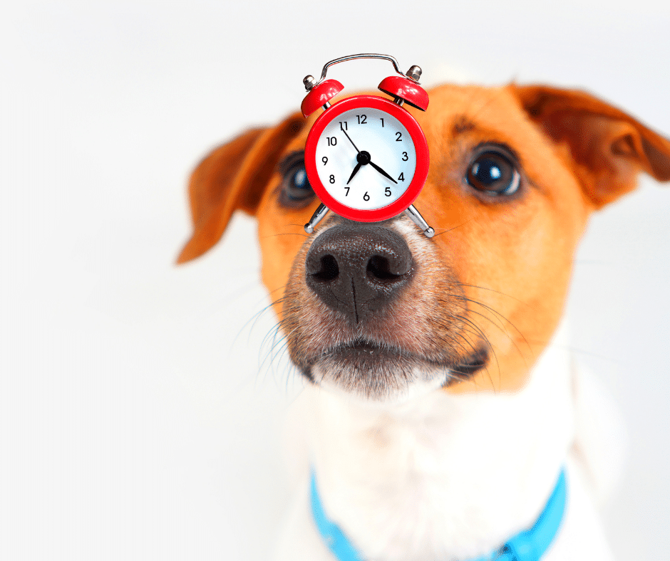Dog with a clock on his nose
