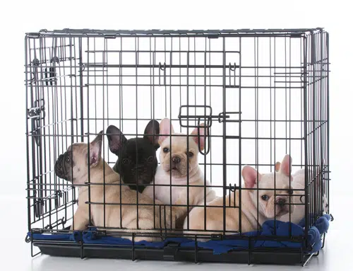 More than two dogs, puppy with other dogs in a crate