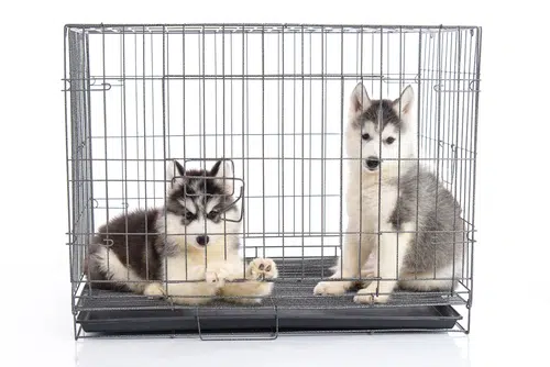 Two dogs in a single crate, second dog in a crate