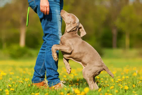 Weimaraner Puppy playing outside