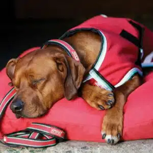Amigo® Waterproof Dog Blanket (XXXS Red/White/Green/Black)
