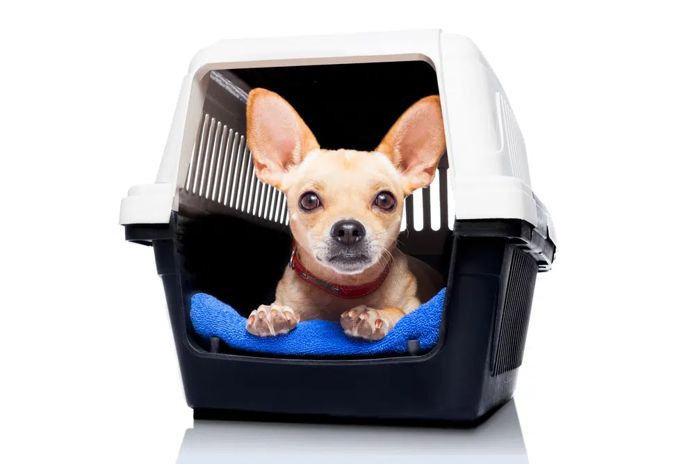 Chihuahua in a plastic dog crate