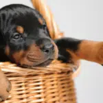 A Cute Doberman Puppy in a basket ready for training
