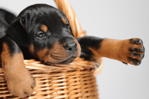 A Cute Doberman Puppy in a basket ready for training