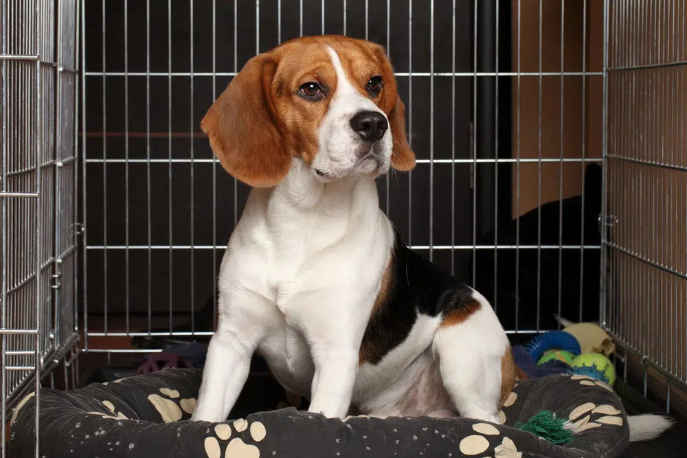 Beagle on soft bedding in a dog crate