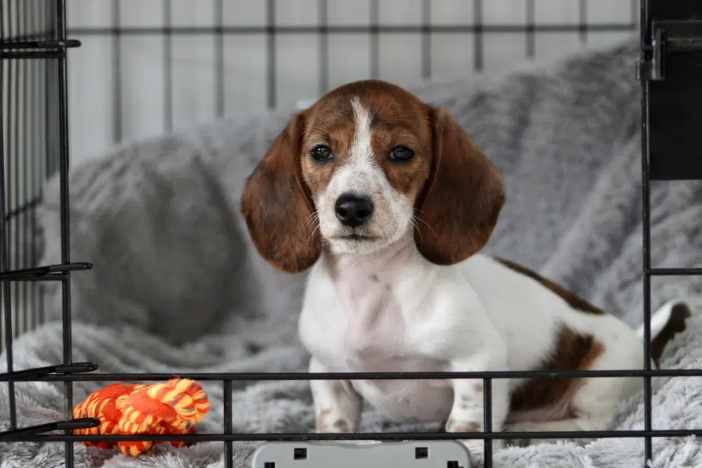 small puppy in a crate environment with toys and a soft blanket