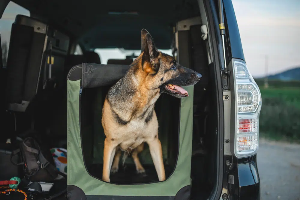 German Shepherd in the back of a car with a green crate