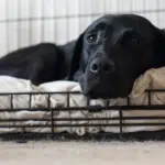Puppy relaxing in a crate