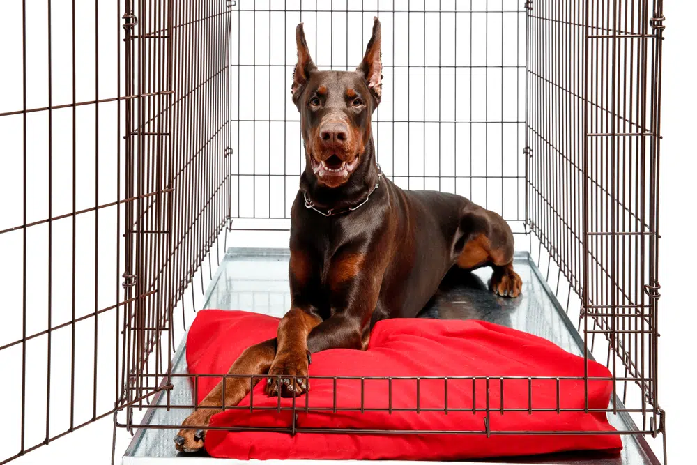 A Doberman laying on a blanket in a crate with an open door