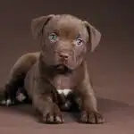 Small Pit bull puppy