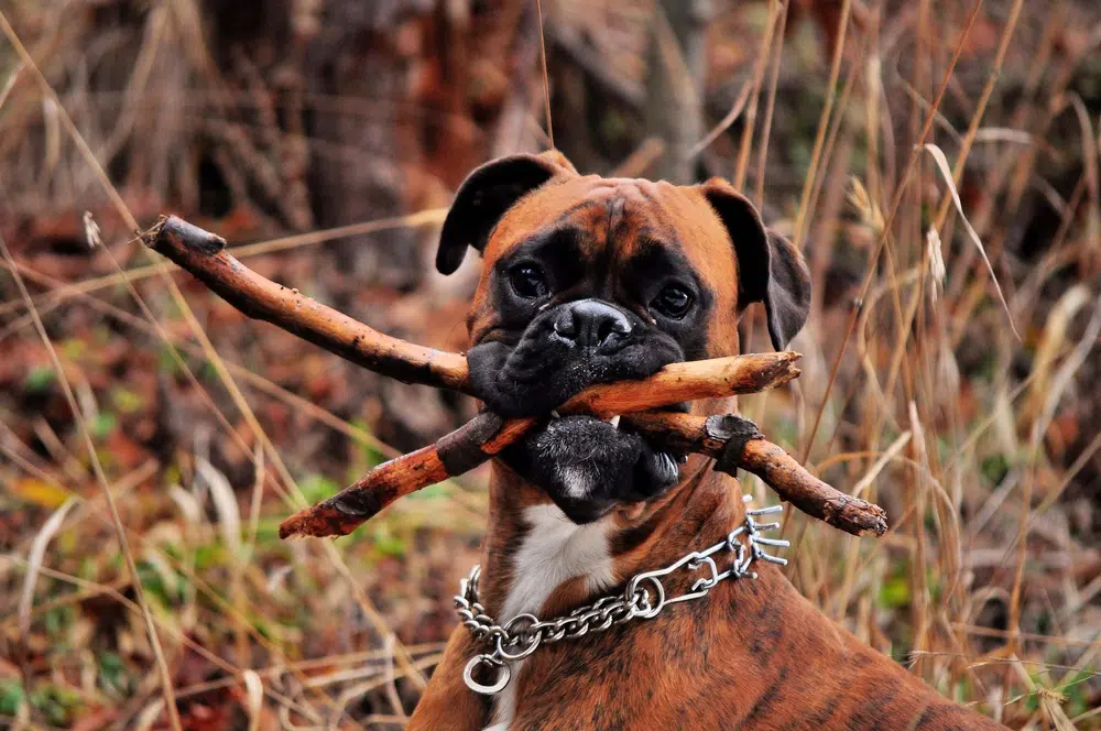 An adult boxer with sticks in his mouth