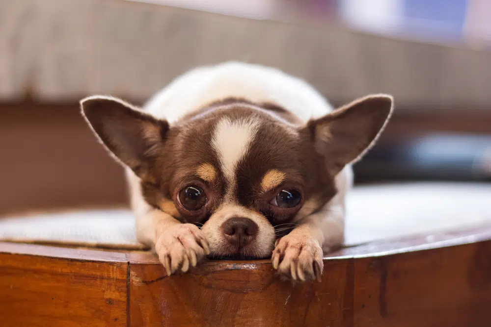 A Chihuahua in a crate, step-by-step guide to crate training