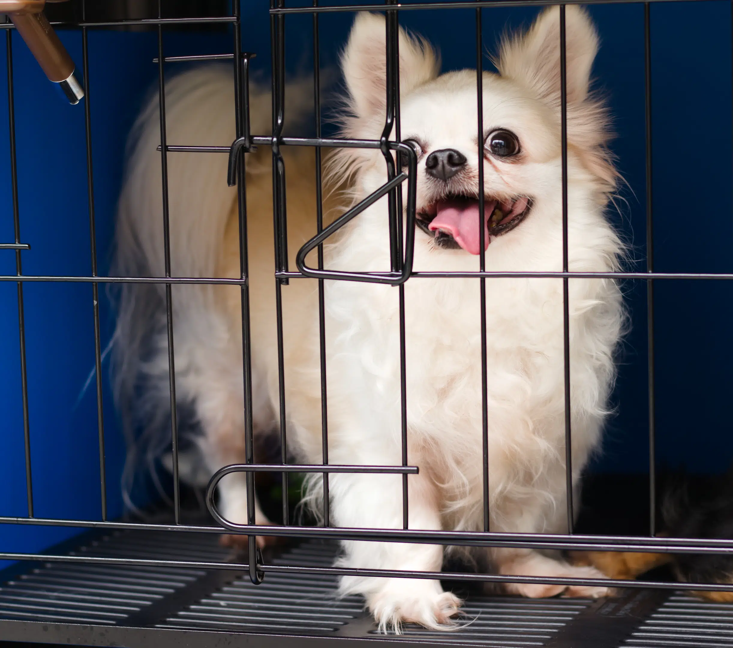 A Chihuahua in a crate, choosing the right size