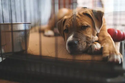 A Boxer puppy in a crate, learning how to manage whining and barking
