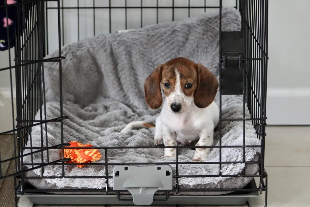 A 8 week old puppy in a crate with a few treats and a toy