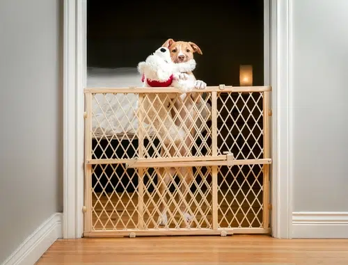 A dog in a playpen, showing alternative to crate training