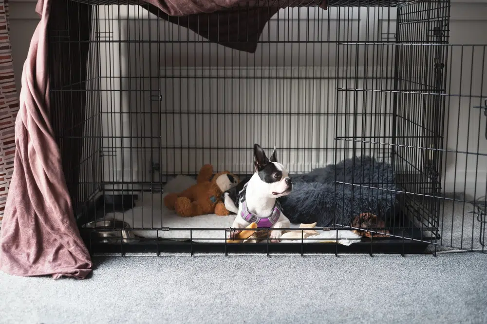 Dog in a Crate with a cover and toys