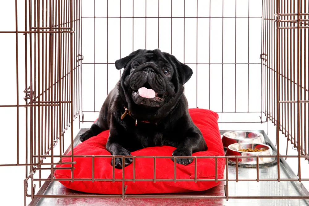 A dog owner feeding their dog in a crate