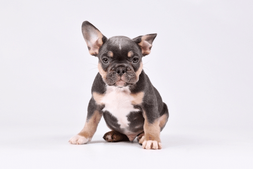 8 week old puppy french bulldog